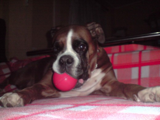 Que bien estoy aki en el sofa con mi pelota y aqui mi dueña haciendome fotos. E conseguido ser el centro de atencion??? 